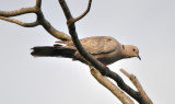 Eurasian Collared-Dove