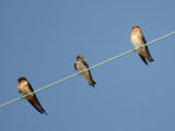 Barn, Bank, and Cave Swallows