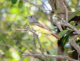 Great-crested Flycatcher