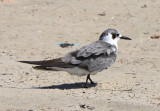 Black Tern, Basic Plumage