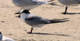 Common Tern, Basic Plumage