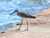 Western Willet, Basic Plumage