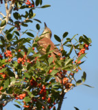 Brown Thrasher