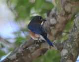 Eastern Bluebird, Female