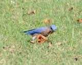Eastern Bluebird, Male