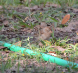 Field Sparrow