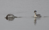 Horned Grebes, Basic Plumage