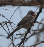 Pyrrhuloxia