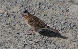 Rufous-collared Sparrow, Male