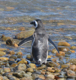 Magellanic Penguin Entering the Ocean