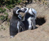 Magellanic Penguin Pair Sharing a Tender Moment