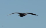 Black-crowned Night-Heron