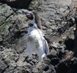 Humboldt Penguin