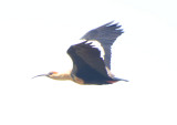 Black-facd Ibis