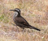 Dark-billed Cinclodes