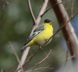 Lesser Goldfinch, Male Western