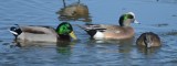 Mallard and American Wigeons