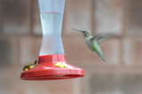 Annas Hummingbird, Female