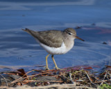 Spotted Sandpiper, Basic Plumage