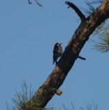 Acorn Woodpecker