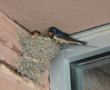 Barn Swallows on Nest