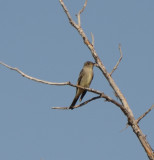 Western Wood-Pewee