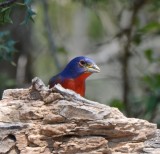 Painted Bunting, Male