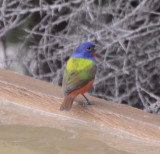 Painted Bunting, Male