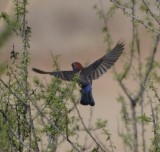 Varied Bunting, Male