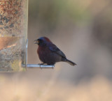 Varied Bunting, Male