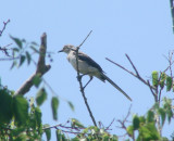 Tropical Mockingbird