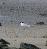 Gull-billed Tern