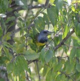 Mourning Warbler, Male