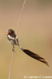*NEW* Strange-tailed Tyrant