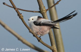 Northern Long-tailed Tit