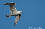 Great Black-backed Gull