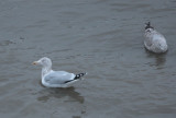 argentatus? Herring Gull