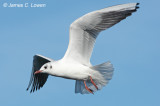 Black-headed Gull