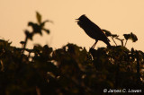 Common Whitethroat