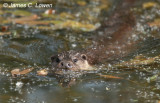 European Otter