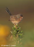 Dartford Warbler