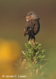 Dartford Warbler