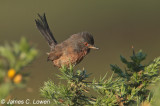 Dartford Warbler