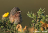 Dartford Warbler