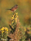 Dartford Warbler