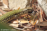 Common Wall & Western Green Lizards