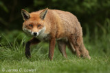 Red Fox