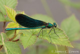 Beautiful Demoiselle