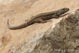 Common Wall Lizard
