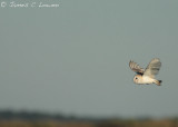 Barn Owl